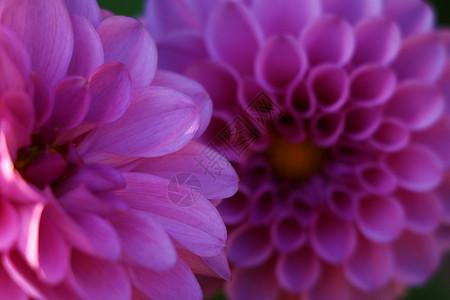 明亮的婚礼花束 夏季大丽叶 粉红 黄白新鲜大丽花紫色摄影阳光橙子花瓣花园植物群玫瑰叶子装饰背景图片