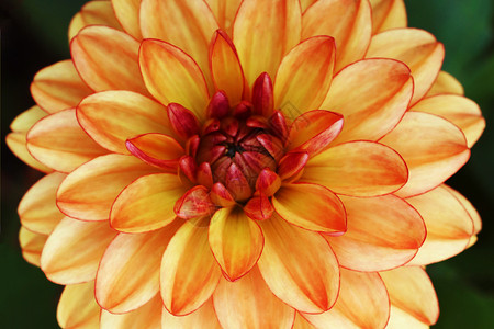 一朵有亮红色和橙色花瓣的达利娅花朵高清图片
