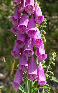 消逝的紫色狐狸球 数字式植物群花瓣花坛季节花艺花头森林植物生长背景