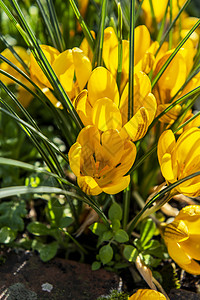 黄雀在春天的阳光下发光背景图片