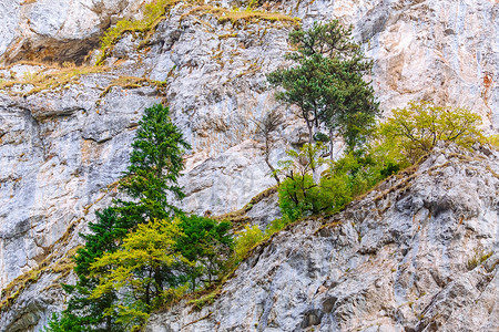 罗多波山的松树枞树山沟山脊岩石地标峡谷山坡旅行山脉悬崖背景图片