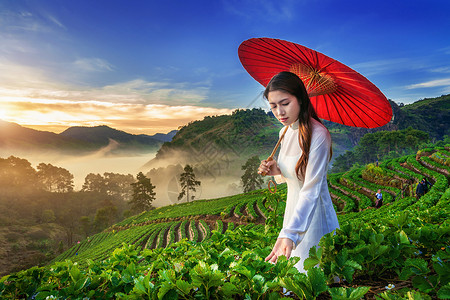 在泰国清迈市的草莓花园中 穿着越南文化的亚洲妇女传统裙子植物花园旅行戏服女孩微笑女士薄雾女性背景图片