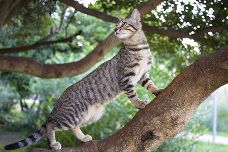 偷偷摸摸的被剥光的小猫爬上花园的一棵树宠物猫咪虎斑毛皮胡须短发运动猫科乐趣动物背景