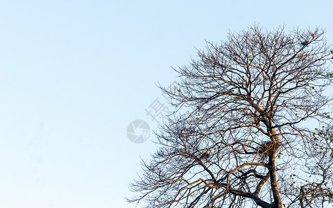 与背景隔绝的无叶干枯树枝高清图片