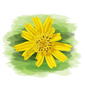 在矢量艺术上 加上水彩画 紧贴黄色野生雏菊背景图片