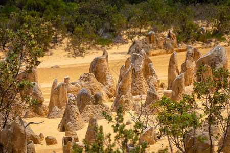 南邦西澳大利亚 Pinnacles 沙漠小树间直立的岩石和石头背景