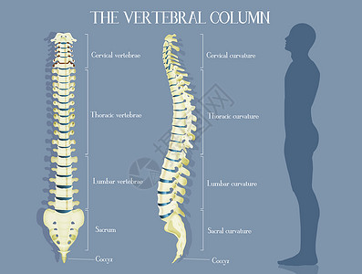 脊柱侧弯脊椎列骨头椎骨方案插图腰椎解剖学骶骨生物学医生颈椎病背景