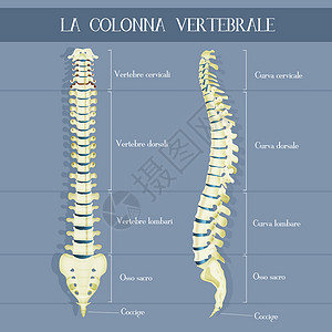 脊柱结构脊椎柱医生尾骨骨骼解剖学颈椎病患者腰椎椎骨药品插图背景