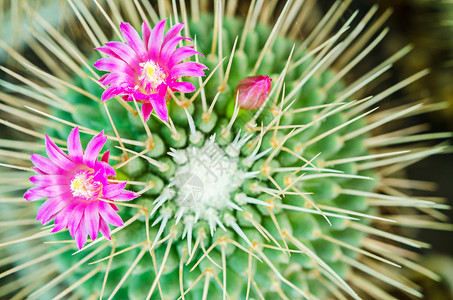 花园里热粉红色紫色花朵的大型封闭宏观植物群沙漠脊柱仙人球热带植物杂交种背景图片