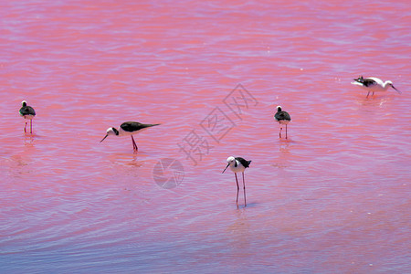 西澳大利亚粉红湖的 黑翼尖牙鸟群高清图片
