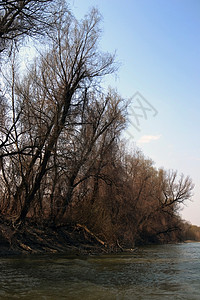 榆柳荫后檐多瑙河两岸在严冬过冬后留下的干枯树 3背景