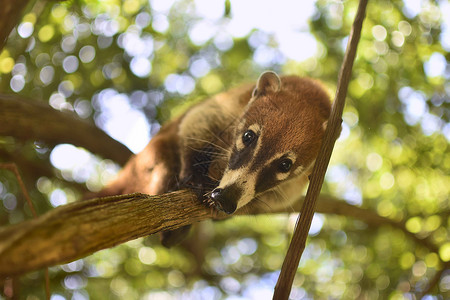 分行之间平衡的 Coati哺乳动物大衣野生动物热带动物旅行尾巴刺猬森林背景图片