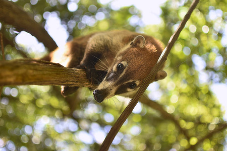 分行之间平衡的 Coati刺猬尾巴热带大衣旅行哺乳动物森林动物野生动物背景图片