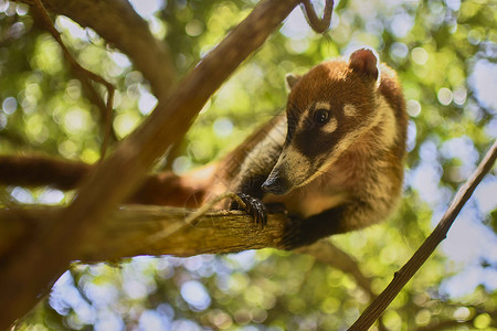 分行之间平衡的 Coati热带动物旅行森林尾巴野生动物哺乳动物刺猬大衣背景图片