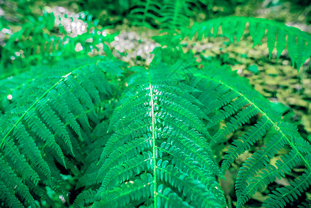 Fern 叶子的春绿景森林树叶衬套植物植物群库存环境宏观植物学蕨类背景图片