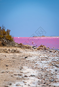 卡尔巴里西澳大利亚州Gregory旁边粉红湖海滩的死木头背景