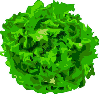 结球生菜白色背景上的一束生菜农业植物群蔬菜叶子食物创造力绿色夹子产品营养插画