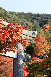 托里门周围通往伊坎多寺的日本柳木林高清图片