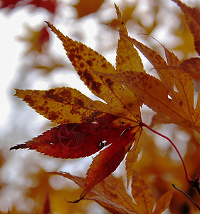 Shirakawago村的树叶花园颜色叶子色调植物装饰品枝条静脉季节枫叶背景图片