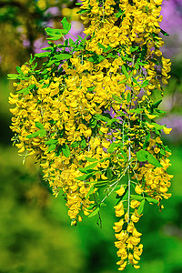 普通犹大树普通拉本花花生态花序植物水平植物群环境花朵花头黄色链子背景