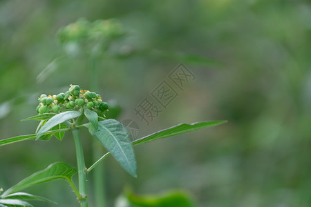 大戟科植物新鲜的生长高清图片