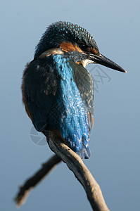 Kingfisher 阿尔西多在此 嵌入钓鱼鸟类蠓科蓝色保护水池小鸟猎人生物学栖息背景图片