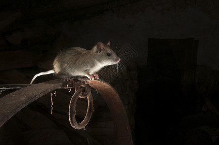 黑鼠传染病啮齿动物高清图片