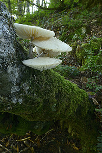 山毛林中的真菌群素食者植物季节荒野护套美丽树干苔藓森林花园背景图片