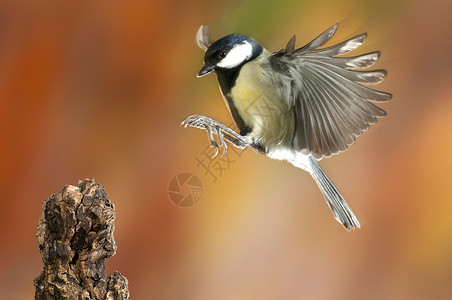 园鸟 飞翔和落落的颜色 在山雀动物翅膀森林木头野生动物荒野观鸟眼睛栖息地背景图片
