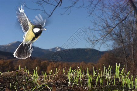 园鸟 飞翔与山峰和F类鸟类背景图片