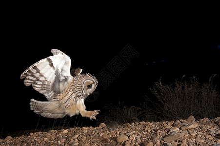 夜间飞行长生猫头鹰Asio OPus夜间狩猎 飞行 飞行猎人植物老鼠夜鸟底面农村野生动物动物眼睛耳朵背景