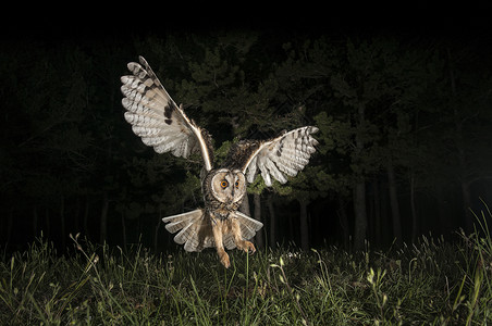 长生猫头鹰Asio OPus夜间狩猎 飞行 飞行底面猎人老鼠耳朵猎物羽毛森林植物橡木猫头鹰背景图片