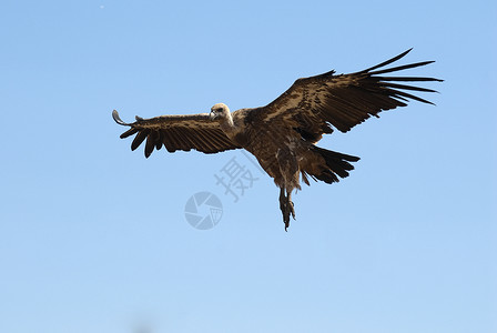 黄褐斑GYP fulvus 飞翔 鸟的光影团体航班腐肉猎物动物荒野保护狮鹫秃鹰肉食背景