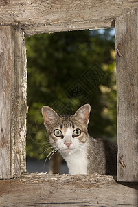 猫向窗外倾斜的肖像毛皮肉食眼睛猎人荒野鸟类猫科动物野生动物白鹳梦想家背景图片