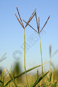 植物环原植物学农场地毯魔鬼稻田生长谷物植被过敏环境高清图片