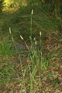 过原植物沼泽叶绿素花粉植物群荒野花瓣饲料单子益母草过敏背景图片