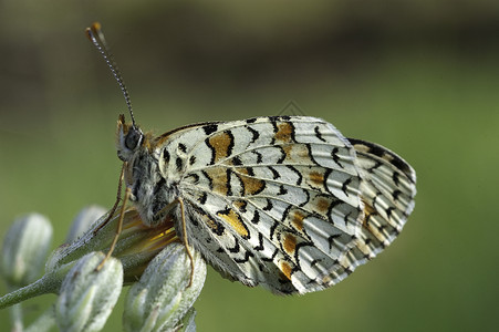 希思弗里提拉里 梅莉塔亚阿瑟利亚 在草地上休息 黄油楠木野生动物脊椎动物翅膀脆弱性荒野摄影天线动物群鳞翅目背景图片