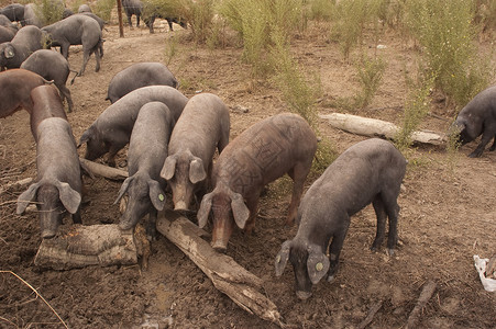 戈亚巴达春天伊比利亚火腿高清图片