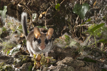 动物啮齿动物松鼠多尔默斯 埃利奥米斯奎奇纳斯 在库恩寻找食物主题胡须老鼠植物蛙科睡鼠树桩工作室森林后肢背景