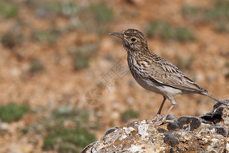 歌蒂科杜邦拉克 切尔索菲勒斯杜邦蒂 在其栖息地西班牙歌曲草原沙漠荒野动物野生动物观鸟生活羽毛夜歌背景