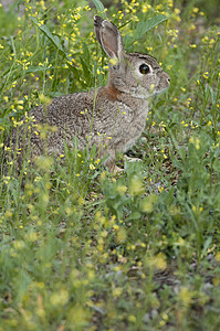 科迪利亚阿尔及利亚兔宝宝高清图片