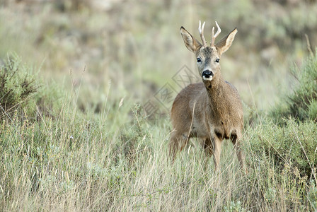 霍雷奥罗鹿 卡普雷奥勒斯獐鹿颈椎病新生植物鹿角动物群耳朵荒野毛皮夫妻背景