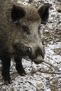 强大的猪捕食者野生动物高清图片