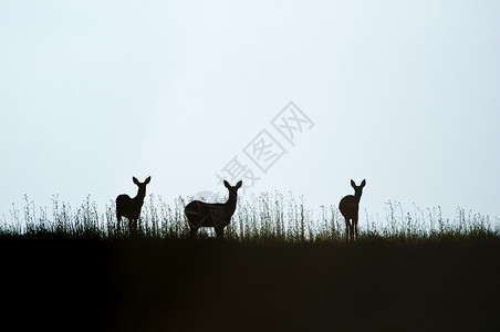 剪影鹿狍剪影新生动物群耳朵颈椎病夫妻马鹿植物獐鹿野生动物树木背景