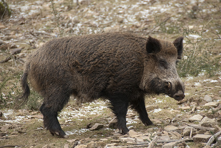 强大的猪猎人生活高清图片