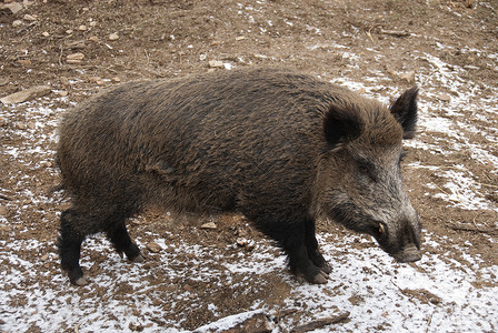 强大的猪自然春天高清图片