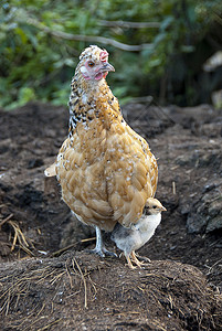 驯化母鸡与母鸡一起保护自己 在她母亲的节日下农场白色婴儿草坪养鸡守护孩子动物小鸡家庭背景