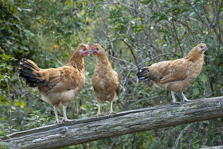 三只母鸡升起到树干中高清图片