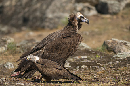 Cinereous 欧亚黑 秃鹫 和红 K高清图片