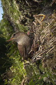 小鸟与虫Wren家族 的暴地 在他们的入口雏鸟羽毛鸟巢桦木食物野生动物小鸟鸟类鸣禽昆虫背景